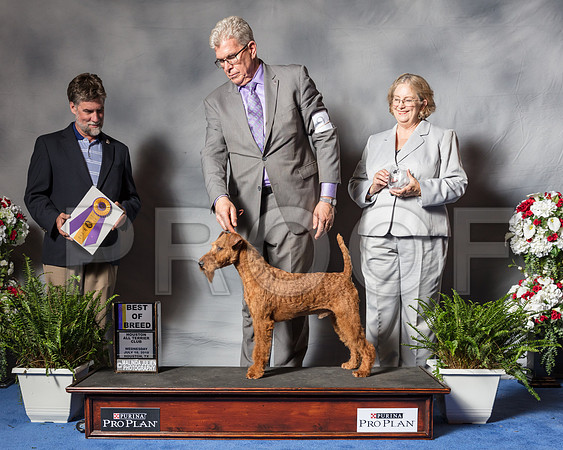 Irish Terrier #9 Wed BOB Bradford Andrea Donna Mills Judge Todd Clyde-SSR_4543-Hstn2018