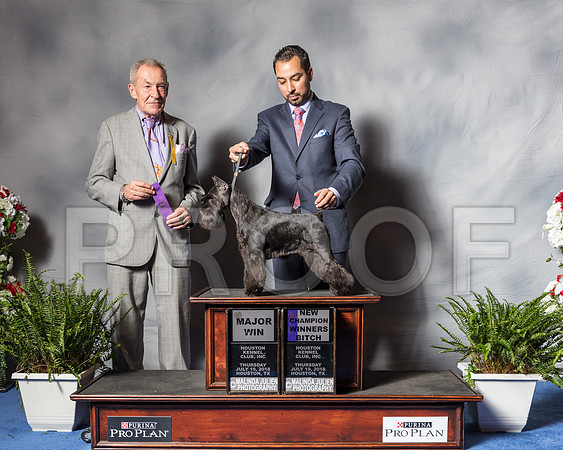 Miniature Schnauzer #32 Sharon Gish Judge Desmond Murphy-SSR_4532-Hstn2018