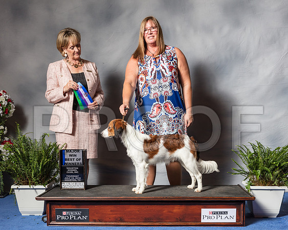 NEDERLANDSE KOOIKERHONDJES #5 Thurs BOW Maj Sheryl Fuller Judge Peggy Beisel McIlwaine-SSR_4241-Hstn2018
