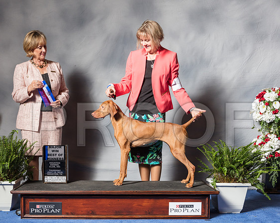Vizsla #6 Thur BOW Maj stein Donna Robert Judge Peggy Beisel McIlwaine-SSR_4428-Hstn2018