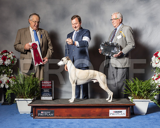 Whippet #29 Thurs G2 Latimer Dr Ken Justin Smithey Judge John Wade-SSR_4304-Hstn2018