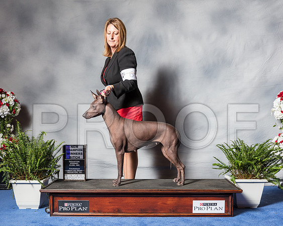 XOLOITZCUINTLI #6 Thur Wampler Kim Jon Debbbie Caponetto Judge Charles Trotter-SSR_4088-Hstn2018