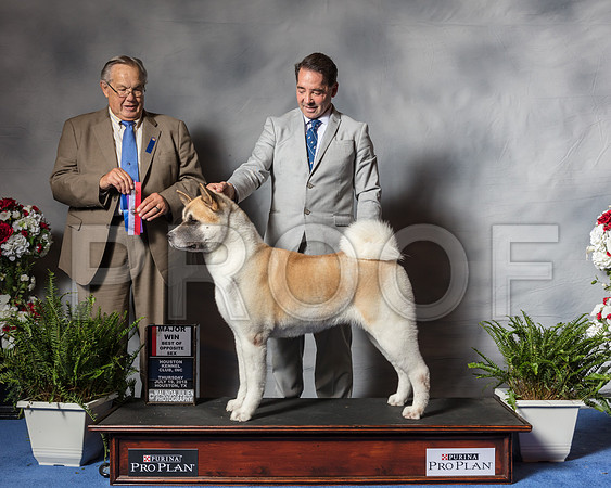 Akita #16 Thur BOS Hamblet Francee Agent Perry Payson Judge Mr John P WadeSSR_3948Hstn2018-HR3