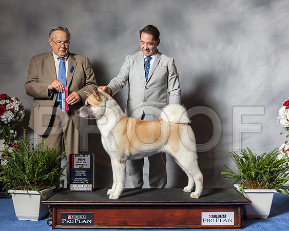 Akita #16 Thur BOS Hamblet Francee Agent Perry Payson Judge Mr John P WadeSSR_3950Hstn2018-HR3