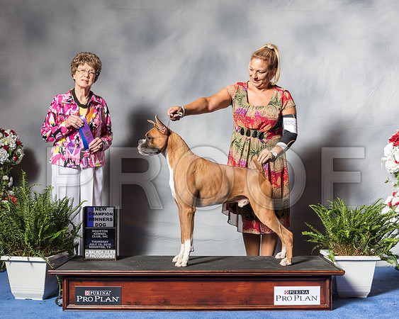 Boxer #39 Thur WD MAJ NC Kaminski Sam Agent Tina Starr Judge Mrs Patricia V TrotterSSR_3960Hstn2018-HR3