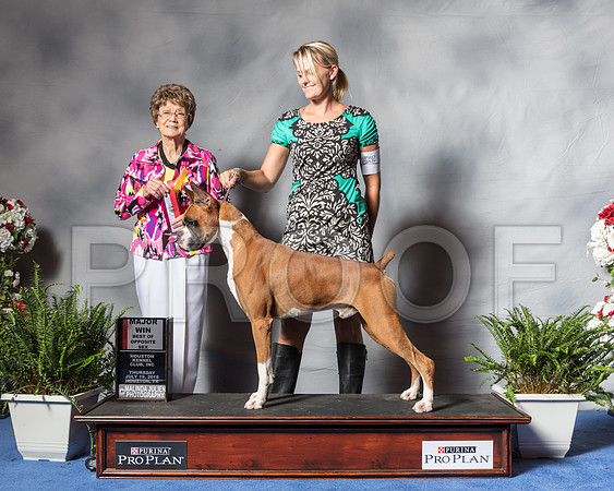 Boxer #43 Thur BOS BOH MAJ Walker Ashley Judge Mrs Patricia V TrotterSSR_3964Hstn2018-HR3
