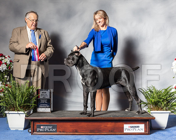 Cane Corso #22 THur BOS MAJ WB Stapleton Amanda Judge Mr John P WadeSSR_4059Hstn2018-HR3