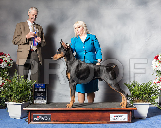 Doberman Pinscher #31 Thur BOW Judge Mr Jon R ColeSSR_3923Hstn2018-HR3