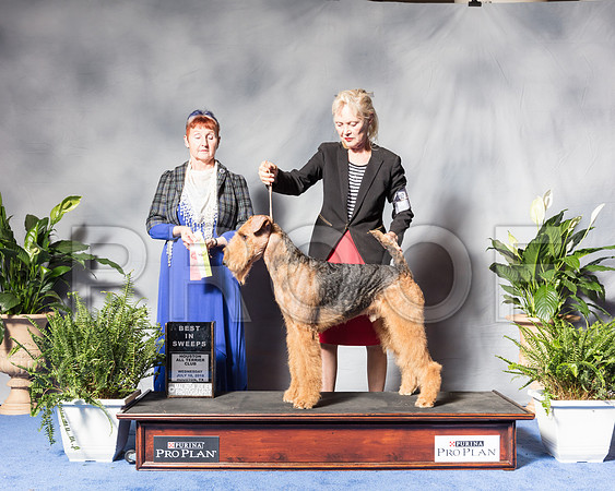 Airedale #15 Wed BISS Scott Carol L Richard Luane Gerstner Judge Janis PattersonSSR_3801Hstn2018-HR3