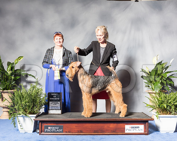 Airedale #15 Wed BISS Scott Carol L Richard Luane Gerstner Judge Janis PattersonSSR_3802Hstn2018-HR3