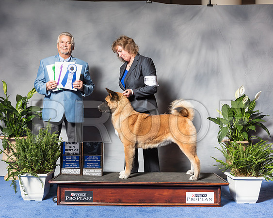 Akita #18 Wed BOW BBE Maj Wagner Van Zandt DVM Ilka Jay Judge James TaylorSSR_3488Hstn2018-HR3