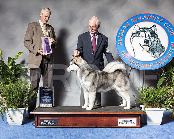 Alaskan Malamute #10 Wed WB MAJ NC Prather Harvey Judge Mr James E TaylorSSR_3307Hstn2018-HR3