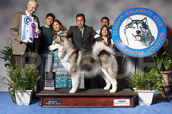 Alaskan Malamute #11 Wed BOW NC Vargas Jorge Edgar Judge Mr James E TaylorSSR_3297Hstn2018-HR3
