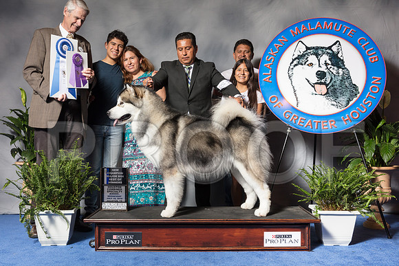 Alaskan Malamute #11 Wed BOW NC Vargas Jorge Edgar Judge Mr James E TaylorSSR_3298Hstn2018-HR3