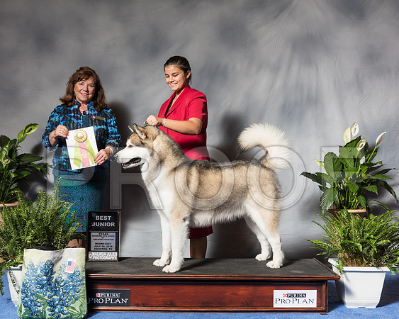 Alaskan Malamute Wed Best JrSSR_3685Hstn2018-HR3
