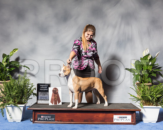 American Staffordshire Terrier #18 Wed G2 Sweeps Blair Aguillard Judge Joao MachadoSSR_3575Hstn2018-HR3
