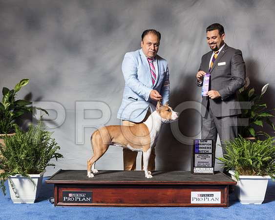 American Staffordshire Terrier #22 Wed WB NCh Lorenzana Juan Antonio Burillo Judge Joao MachadoSSR_3689Hstn2018-HR3
