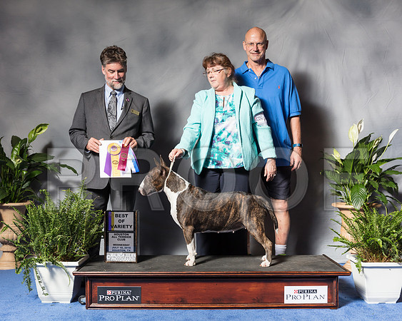 Bull Terrier Colored #12 Wed BOV Speas Gaylynn John Jaye Glenna Wright Judge Todd ClydeSSR_3867Hstn2018-HR3