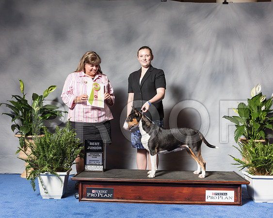 Bull Terrier Colored #J502 Best Junior Judge SSR_3513Hstn2018-HR3