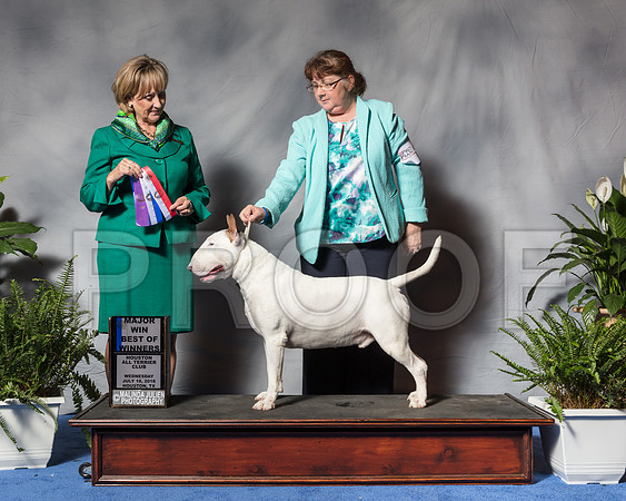 Bull Terrier White #25 Wed Wright Glenna Judge Ms Peggy Beisel McllwaineSSR_3008Hstn2018-HR3