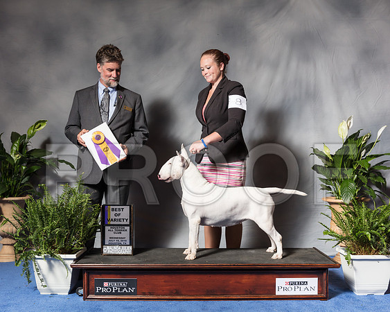 Bull Terrier White #8 Wed BOV Cox Annalee Judge Todd ClydeSSR_3870Hstn2018-HR3