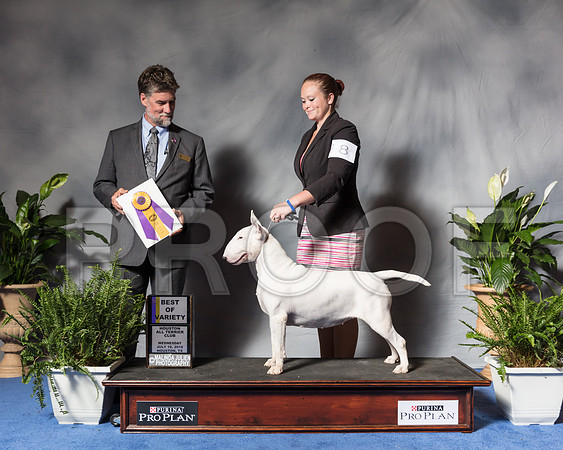 Bull Terrier White #8 Wed BOV Cox Annalee Judge Todd ClydeSSR_3874Hstn2018-HR3