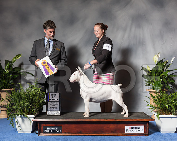 Bull Terrier White #8 Wed BOV Cox Annalee Judge Todd ClydeSSR_3875Hstn2018-HR3