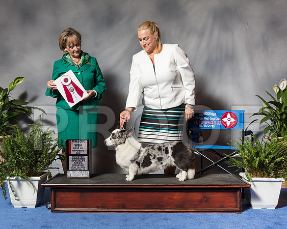Cardigan Welsh Corgi #24 Wed BOS Frank Betty Ann Seely Judge Ms Peggy Beisel McllwaineSSR_3195Hstn2018-HR3