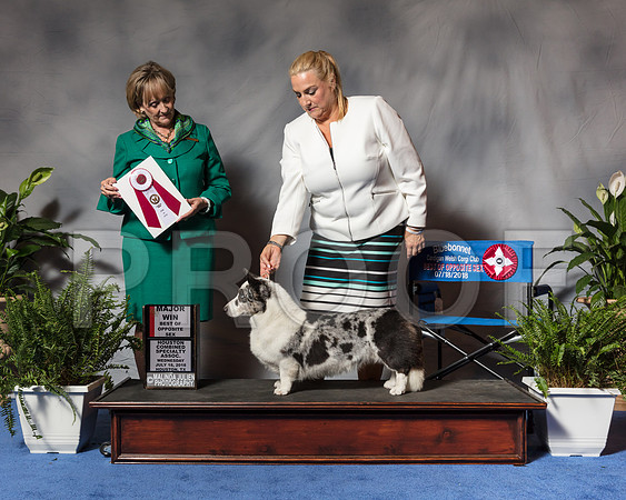 Cardigan Welsh Corgi #24 Wed BOS Frank Betty Ann Seely Judge Ms Peggy Beisel McllwaineSSR_3196Hstn2018-HR3