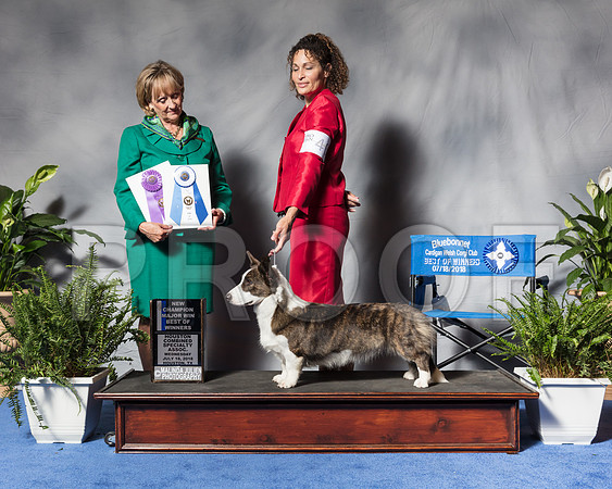 Cardigan Welsh Corgi #40 Wed MAJ WB BOW NC Griffith Helen Mcclure Judge Ms Peggy Beisel McllwaineSSR_3200Hstn2018-HR3