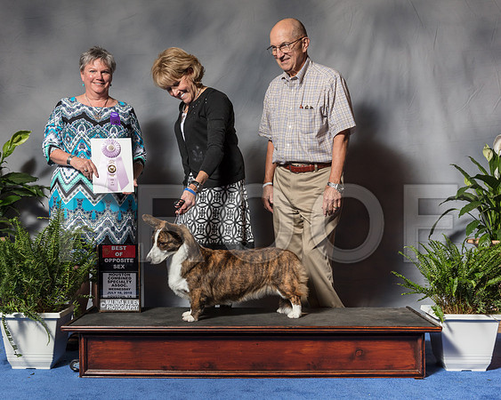 Cardigan Welsh Corgi #46 Wed BOSSwp Satz Dieter Agent Sherri Samel Hurst Judge Ms Kathy D DavisSSR_3209Hstn2018-HR3