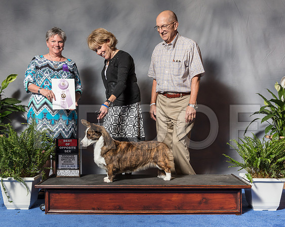 Cardigan Welsh Corgi #46 Wed BOSSwp Satz Dieter Agent Sherri Samel Hurst Judge Ms Kathy D DavisSSR_3212Hstn2018-HR3