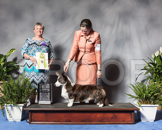 Cardigan Welsh Corgi #9 Wed BISwp Miller Ashley Judge Ms Kathy D DavisSSR_3219Hstn2018-HR3