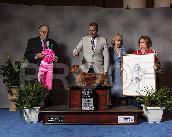 Dachshund Longhaired #33 Wed OHG1 Steven Garza Judge John WadeSSR_3833Hstn2018-HR3