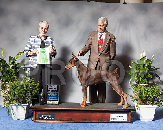 Doberman Pinscher #10 Wed Best Puppy Field Miller Jeanne Judge Bridget BrownSSR_3459Hstn2018-HR3