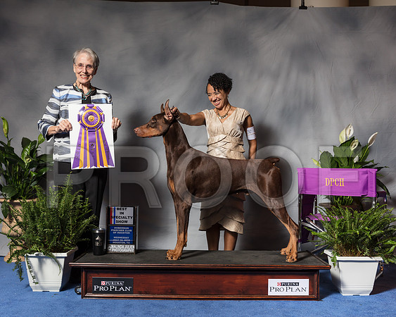 Doberman Pinscher #5 Wed BOB BISS Mounts Karen Ken Hapgood Judge Bridget Brown Agent Aslynn RoseSSR_3472Hstn2018-HR3