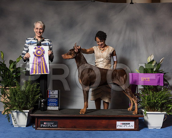 Doberman Pinscher #5 Wed BOB BISS Mounts Karen Ken Hapgood Judge Bridget Brown Agent Aslynn RoseSSR_3476Hstn2018-HR3