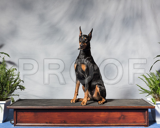 Doberman Pinscher #8 Wed Richard Patricia CUSTOMSSR_3183Hstn2018-HR3