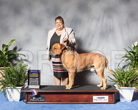 Dogues De Bordeaux #7 Wed BOB Ronnie Breaux Judge Mrs Anne Marie TaylorSSR_3284Hstn2018-HR3