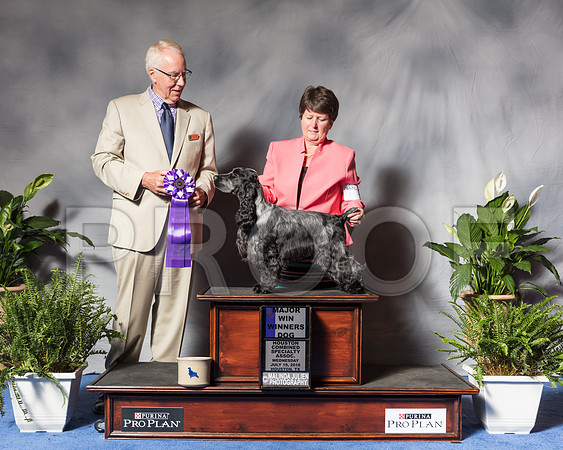 English Cocker Spaniel #19 Wed WD NCh Pearson Nancy Deborah Mauterer Judge Kurt AndersonSSR_3647Hstn2018-HR3