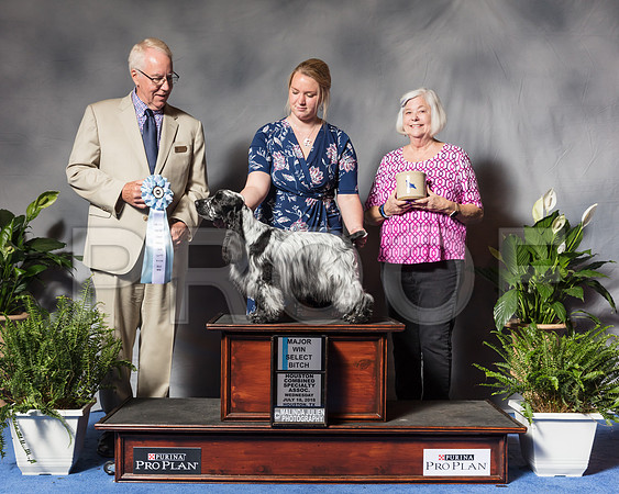 English Cocker Spaniel #6 Wed SB Maj Eicke Annette Judge Kurt AndersonSSR_3616Hstn2018-HR3