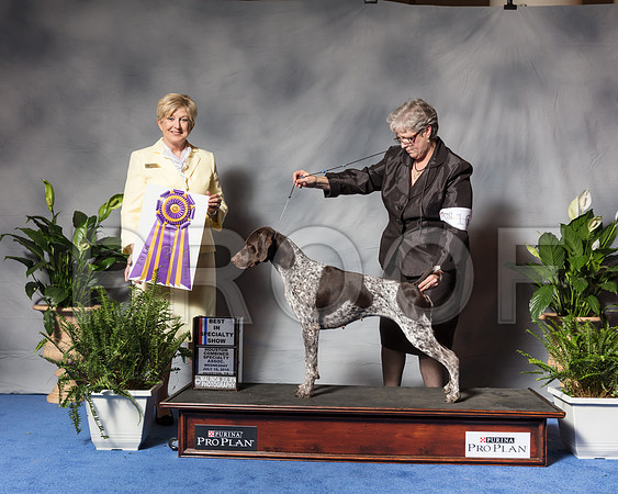 German Shorthaired Pointer #16 BOB BISS Swensson Carlene Marina Renee Lara DVM Judge Charlotte PattersonSSR_3524Hstn2018-HR3