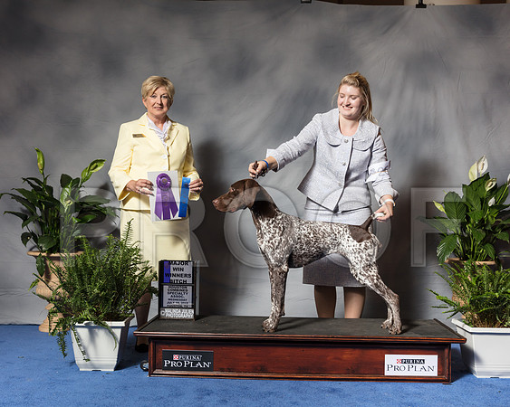 German Shorthaired Pointer #26 Wed WB Maj Sharon Veeder Judge Charlotte PattersonSSR_3534Hstn2018-HR3