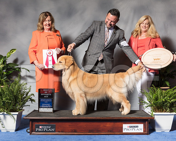 Golden Retriever #27 Wed BOS Andras Jim Agent Clint Livingston Judge Ms Deborah A HubbardSSR_3355Hstn2018-HR3