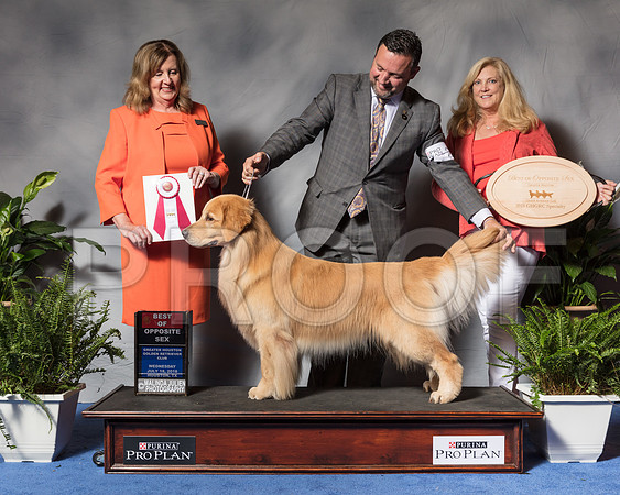 Golden Retriever #27 Wed BOS Andras Jim Agent Clint Livingston Judge Ms Deborah A HubbardSSR_3356Hstn2018-HR3