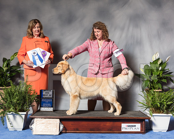 Golden Retriever #28 Wed BOW Maj Lyons Kristin Judge Barbara BrownSSR_3601Hstn2018-HR3