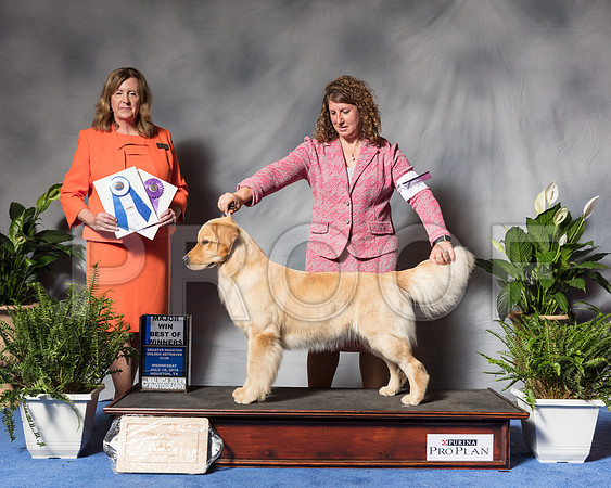 Golden Retriever #28 Wed BOW Maj Lyons Kristin Judge Barbara BrownSSR_3603Hstn2018-HR3