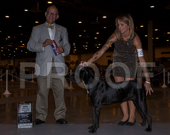 Cane Corso #22 Fri BOS Maj Amanda Stapleton Judge Luis Sosa_JJ_5127-Hstn2018-HR3