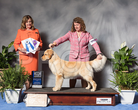 Golden Retriever #28 Wed BOW Maj Lyons Kristin Judge Barbara BrownSSR_3604Hstn2018-HR3