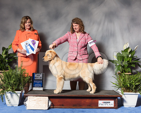 Golden Retriever #28 Wed BOW Maj Lyons Kristin Judge Barbara BrownSSR_3605Hstn2018-HR3